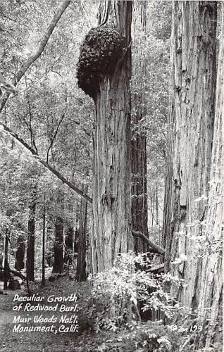 Muir Woods National Monument, carte poștală din California